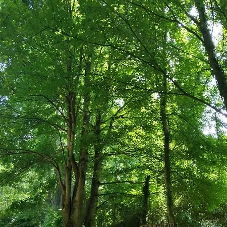 Bistricki Mir 1 * Petrovac na Mlavi